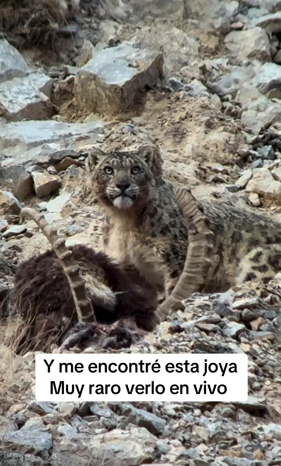 @Rodriguez
