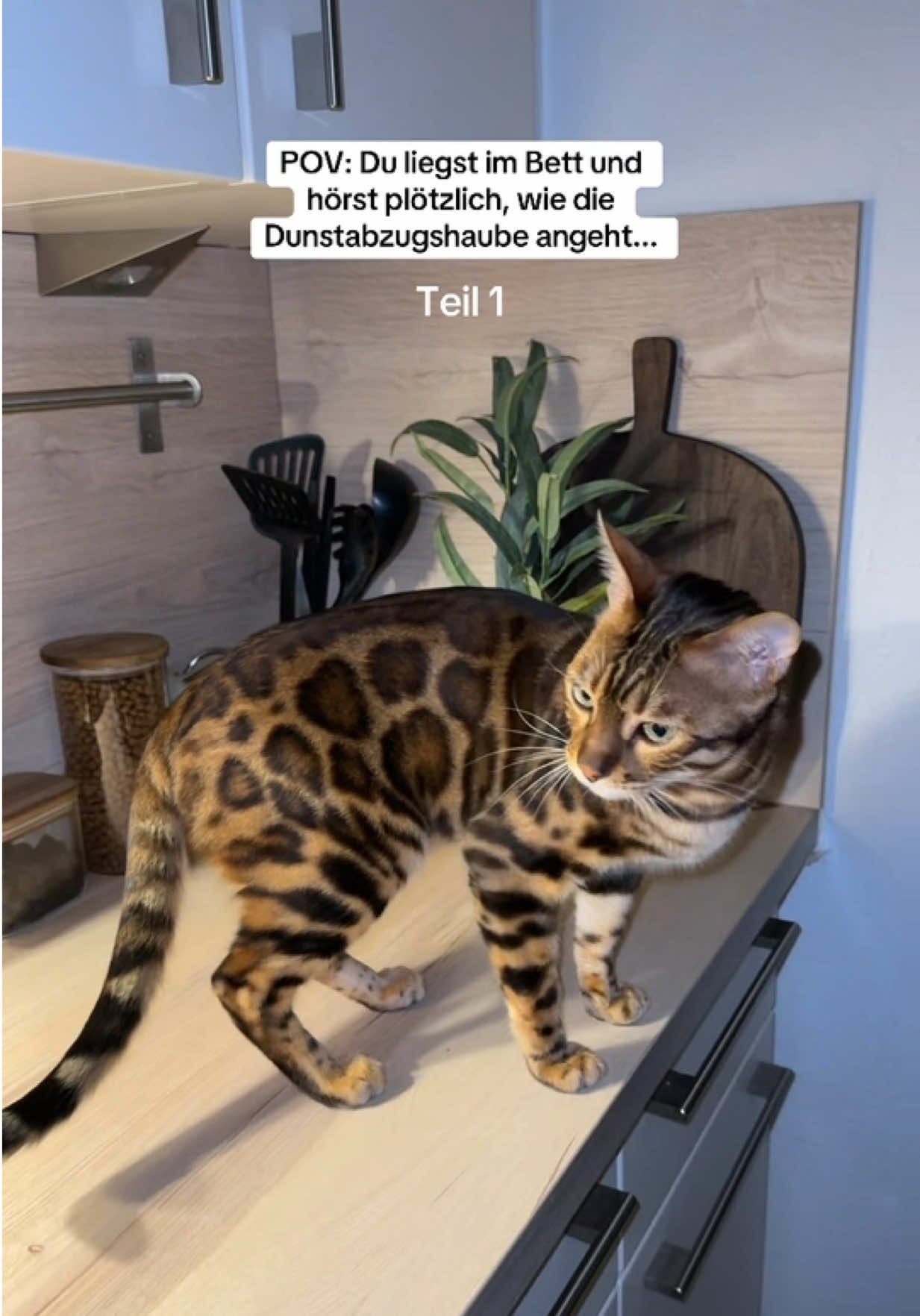 @Cat Mommy 🐆🤎