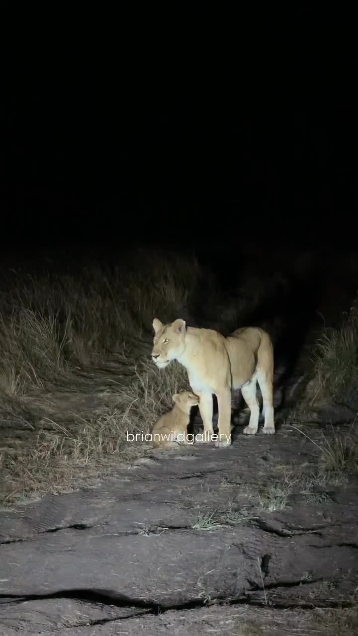 @Guzzicar🦁