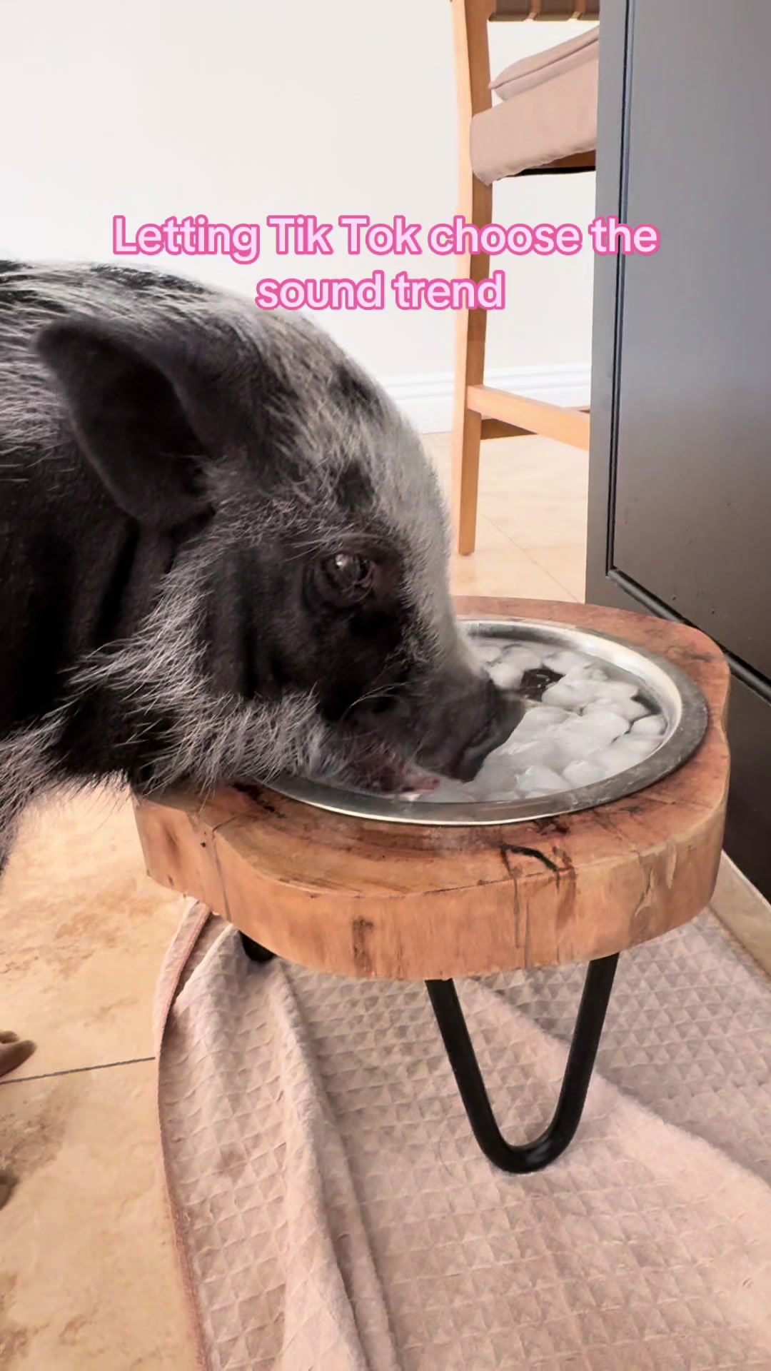@LuLu The Pixie Pig