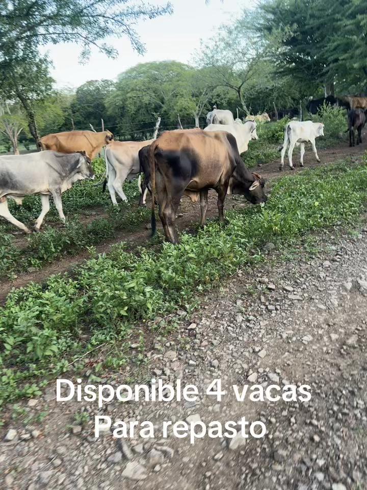 @leopereira compra venta ganado