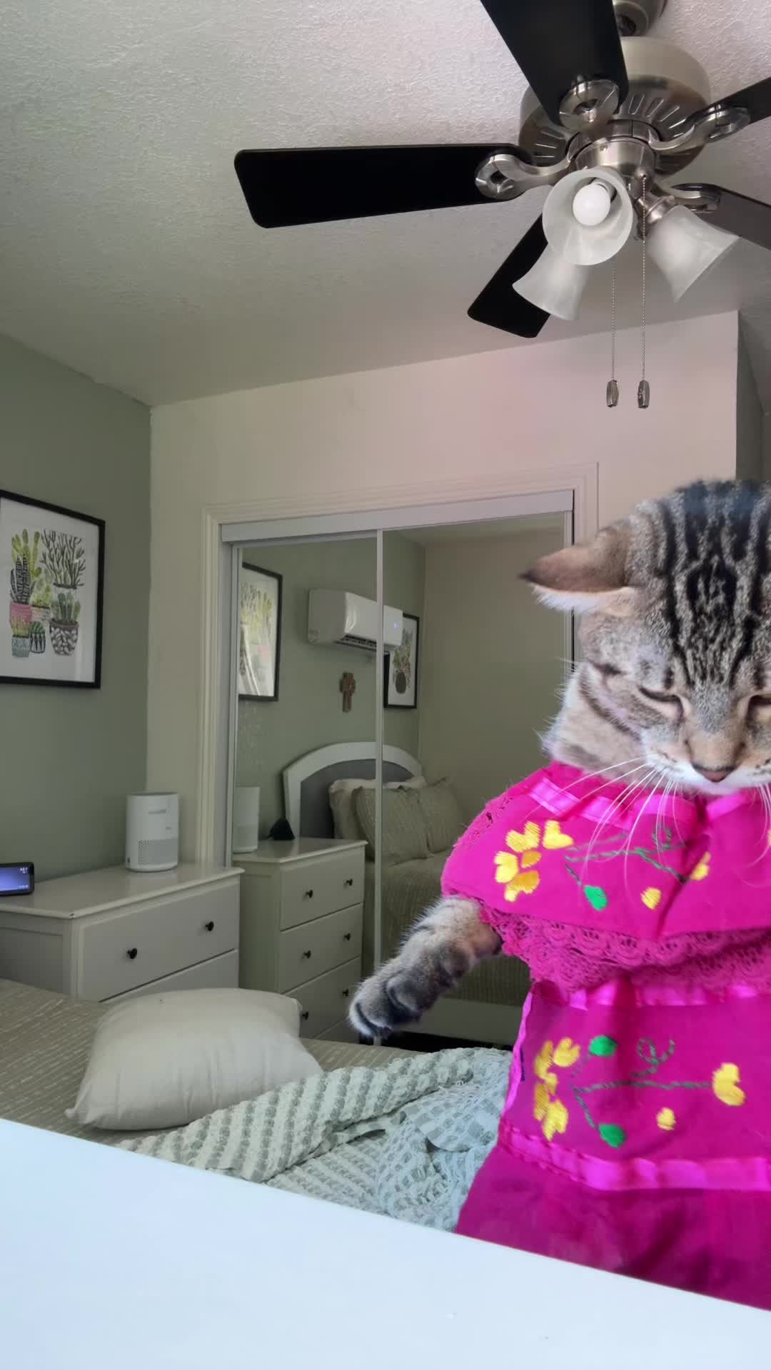 @thedancingcats13