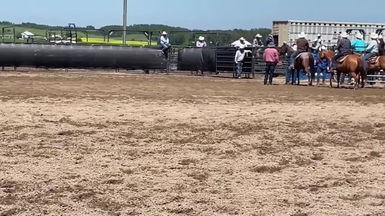 @scottdailyhorsetraining
