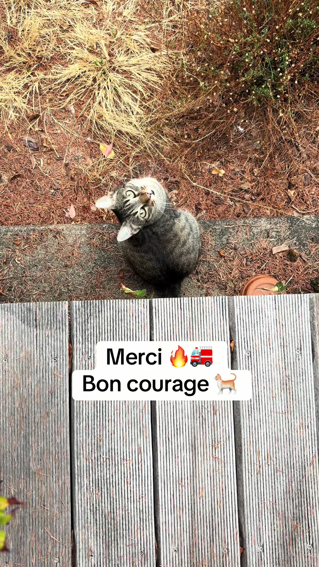 @Bulle la chatte 🐈