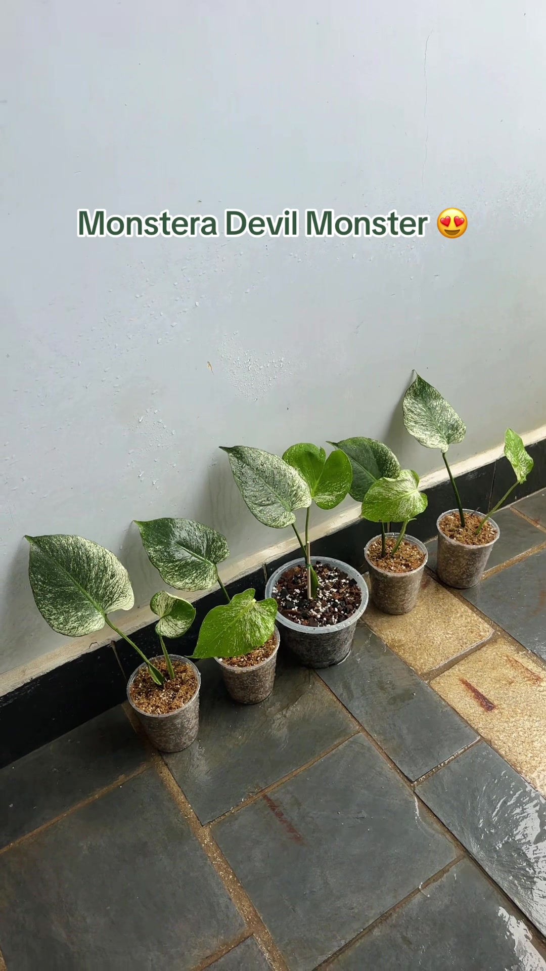 @Plantlife50