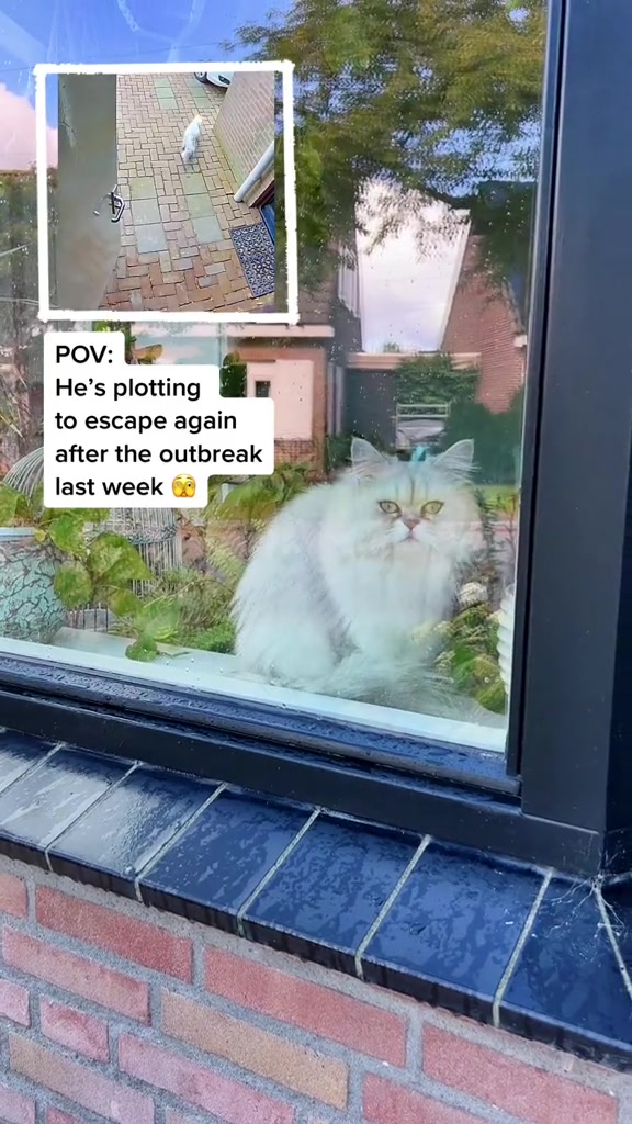 @Dutchkittycat