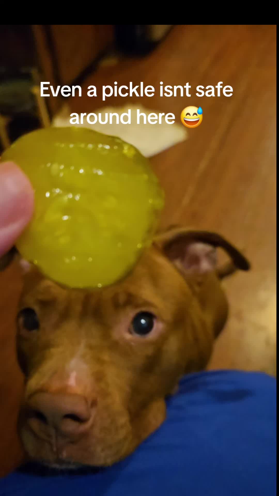 @Kristin & Diesel the Pittie 💕