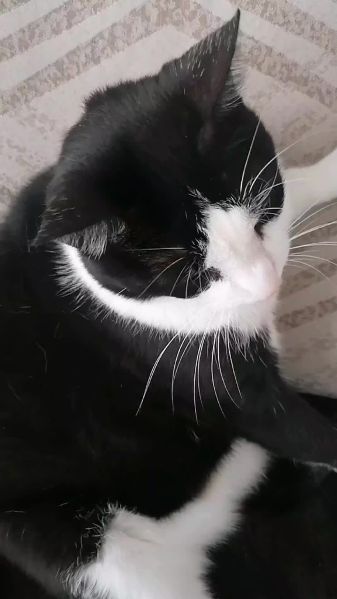 @Badcat _DHC🦁🦁