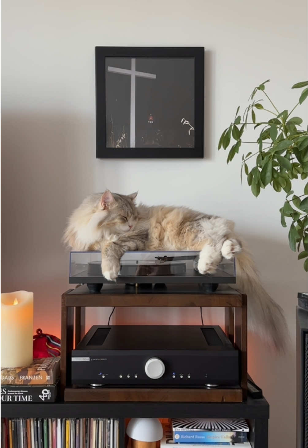 @Leon The Vinyl Cat