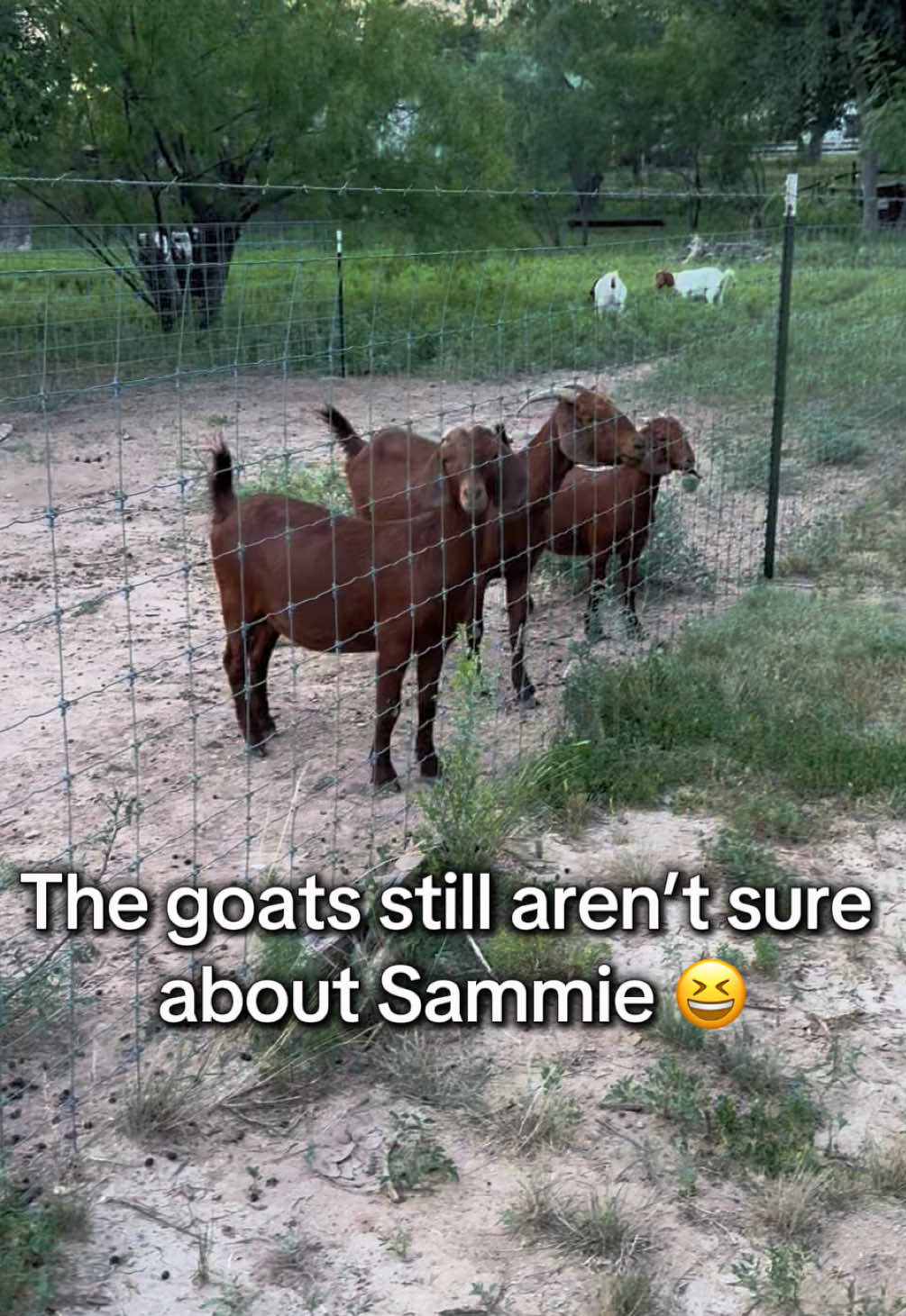 @Jordan & Amos 🐾