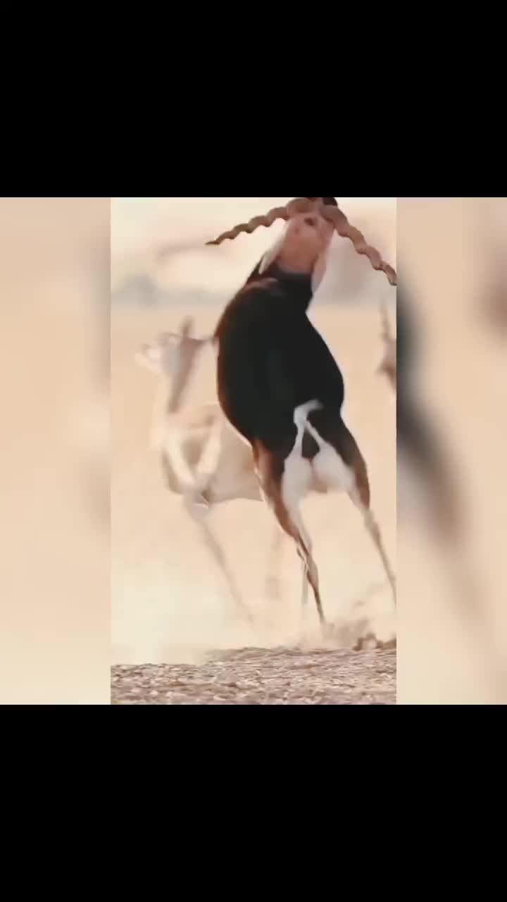 @Animal power
