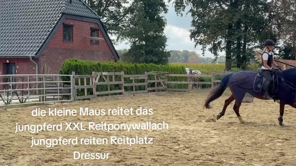 @Steffis_horse_world