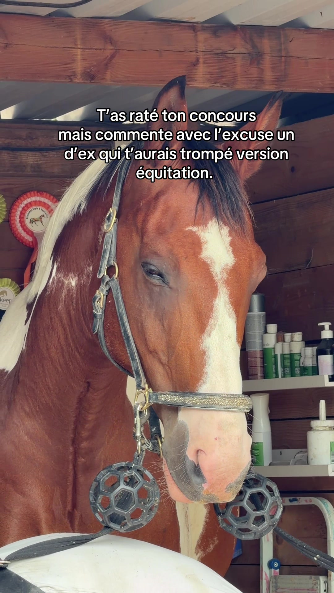 @Cavalière de Grand Pré 🎠