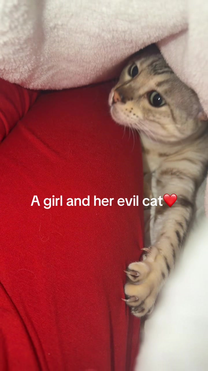 @vendeladente