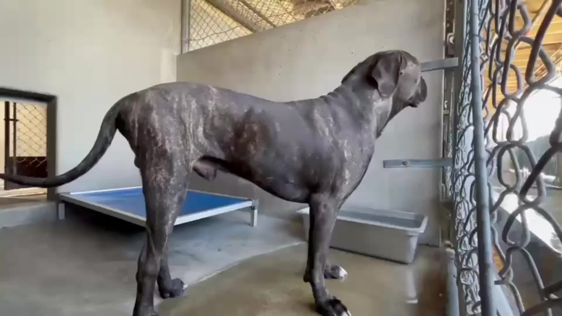 @Cane Corsos