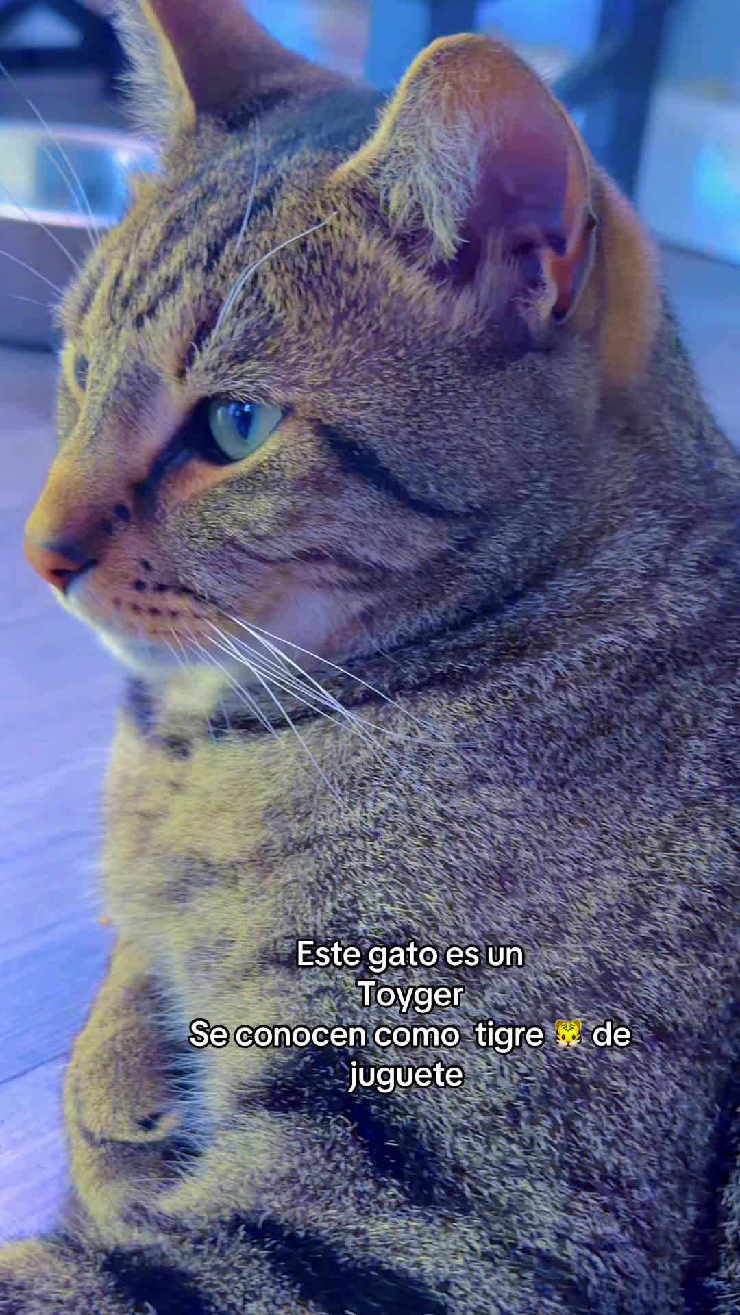 @Julisa Albaladejo
