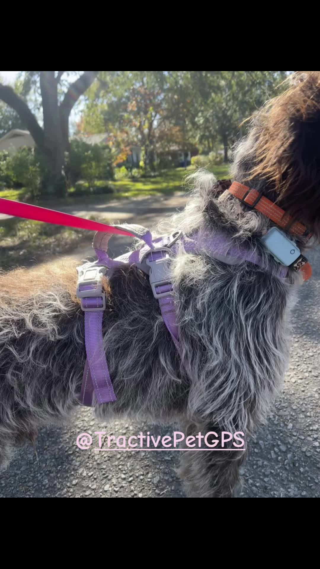 @parkcirclepetconcierge