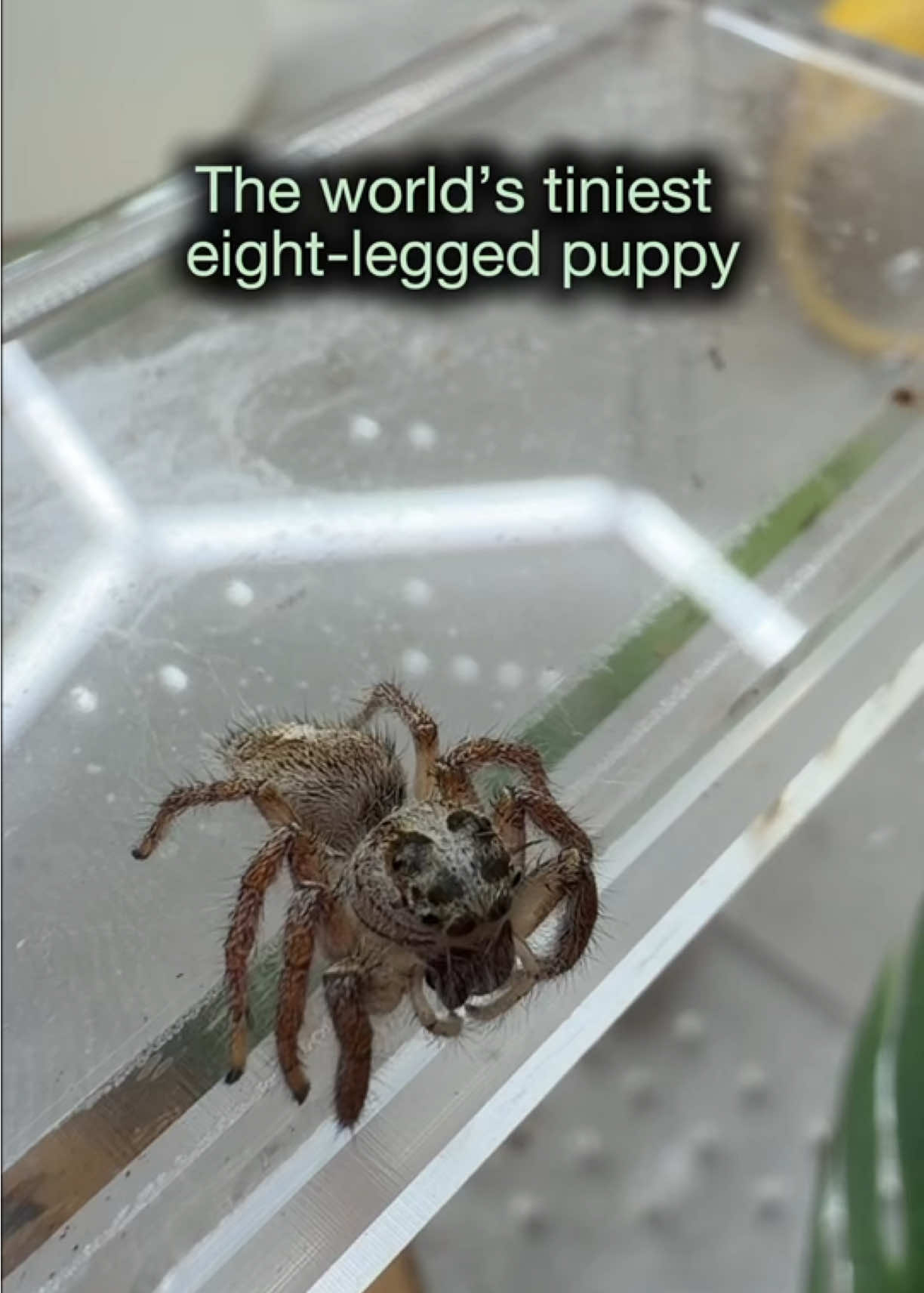 @Spider Conservatory