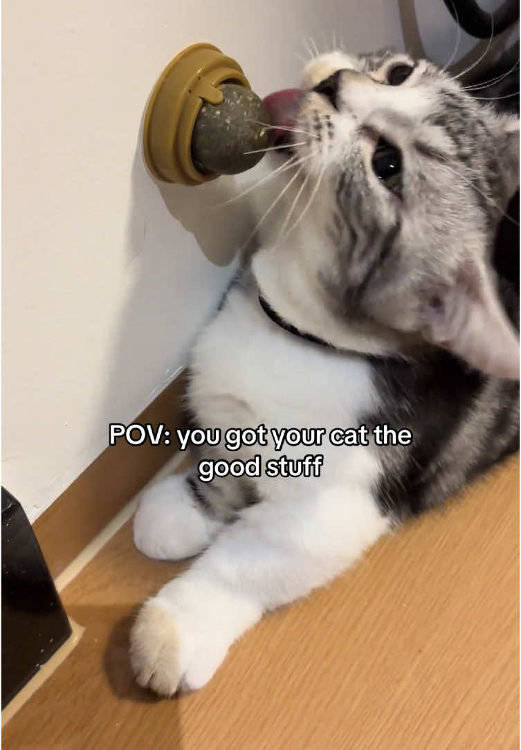 @Purrfect Oasis