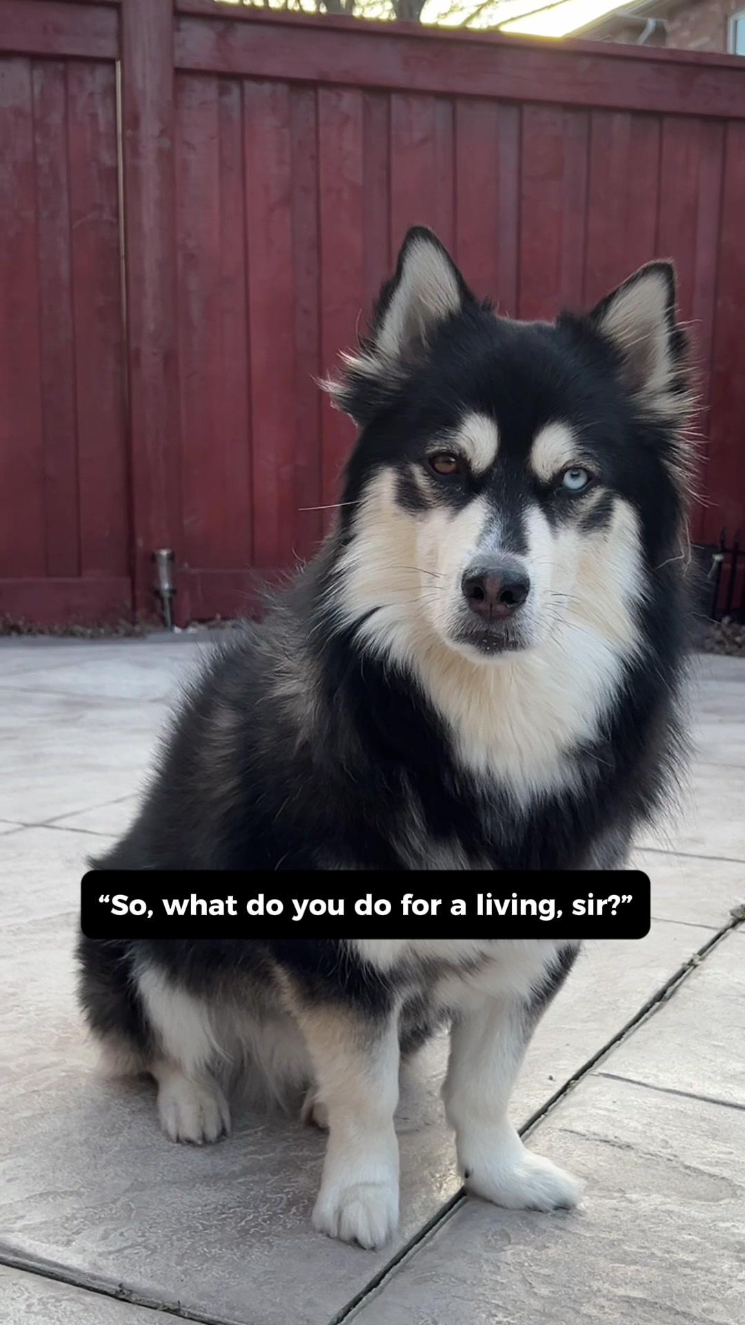 @Zeus the Pomsky🐾