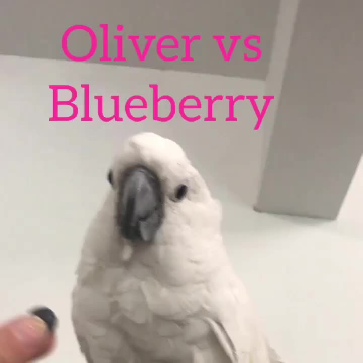 @Royal Bird Lady 💙