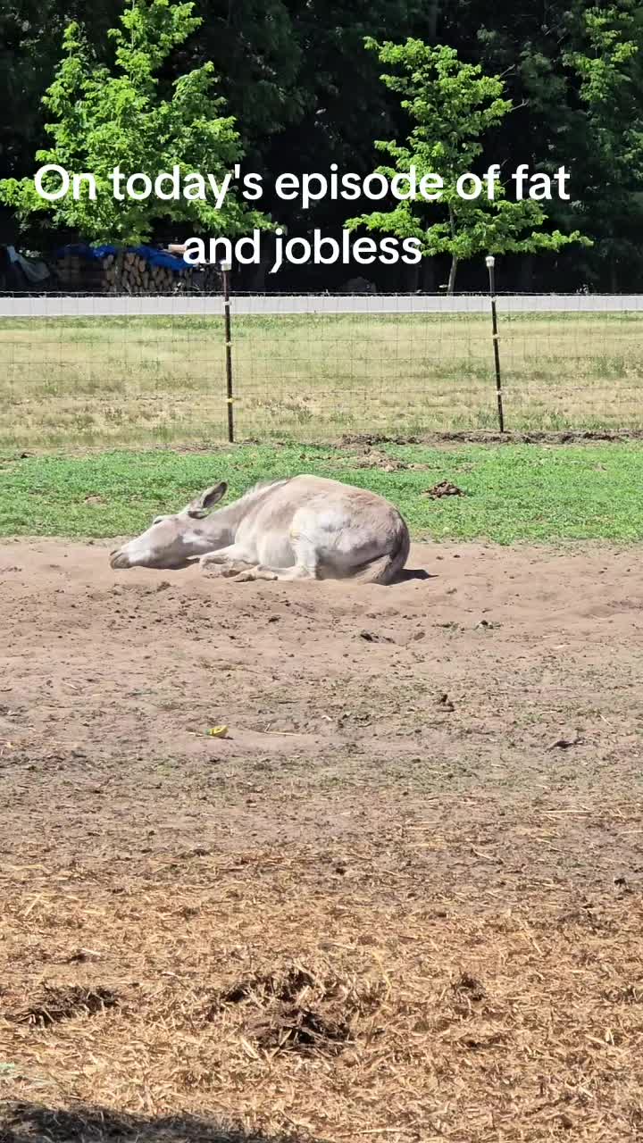 @Small Town Farm LLC