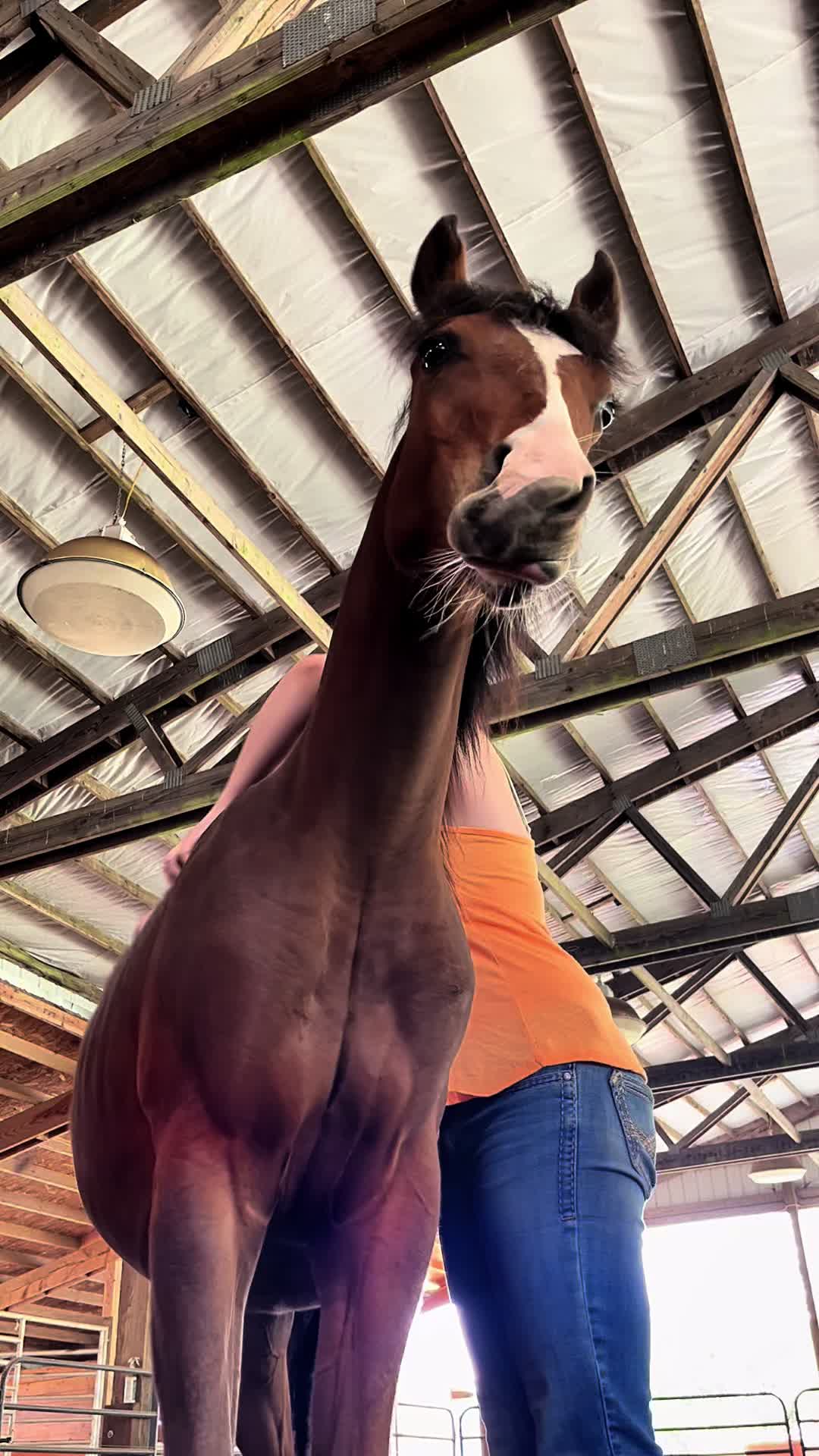 @Horses TikTok