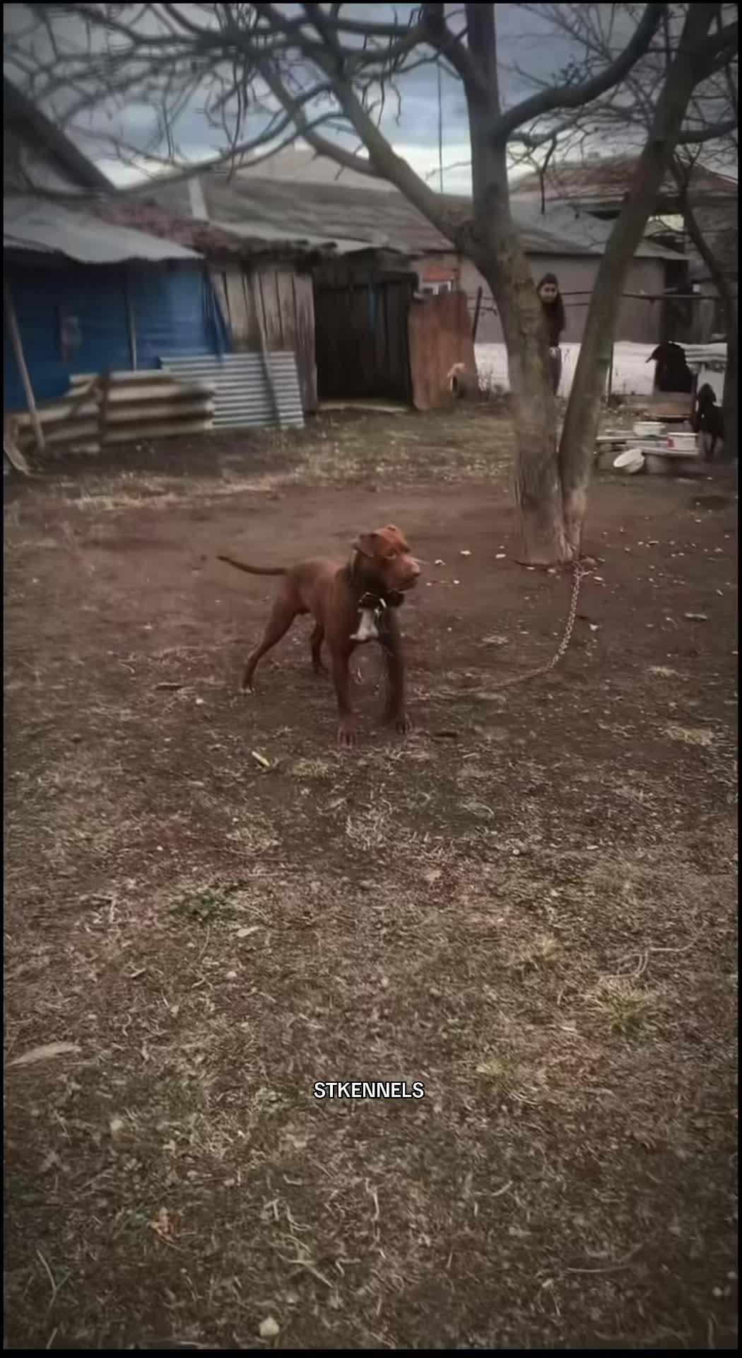 @sabertoothkennels