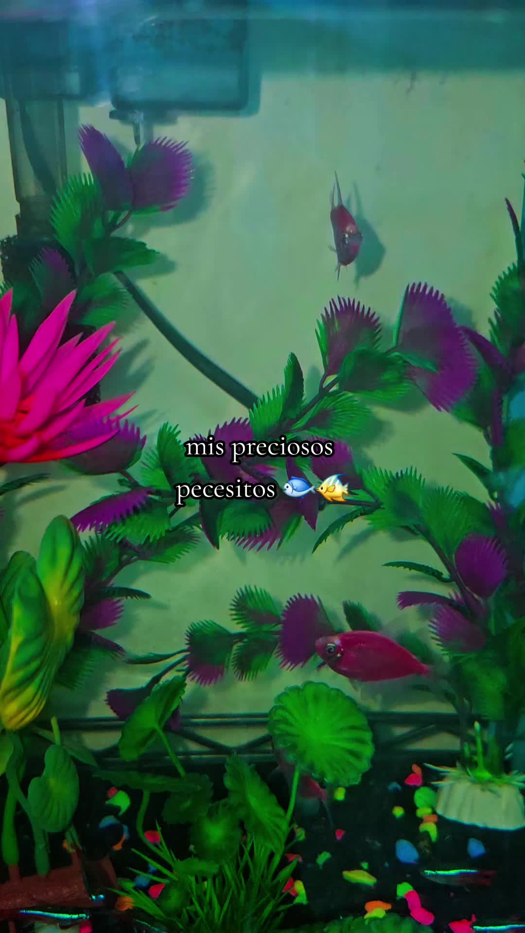 @Annay Lopez
