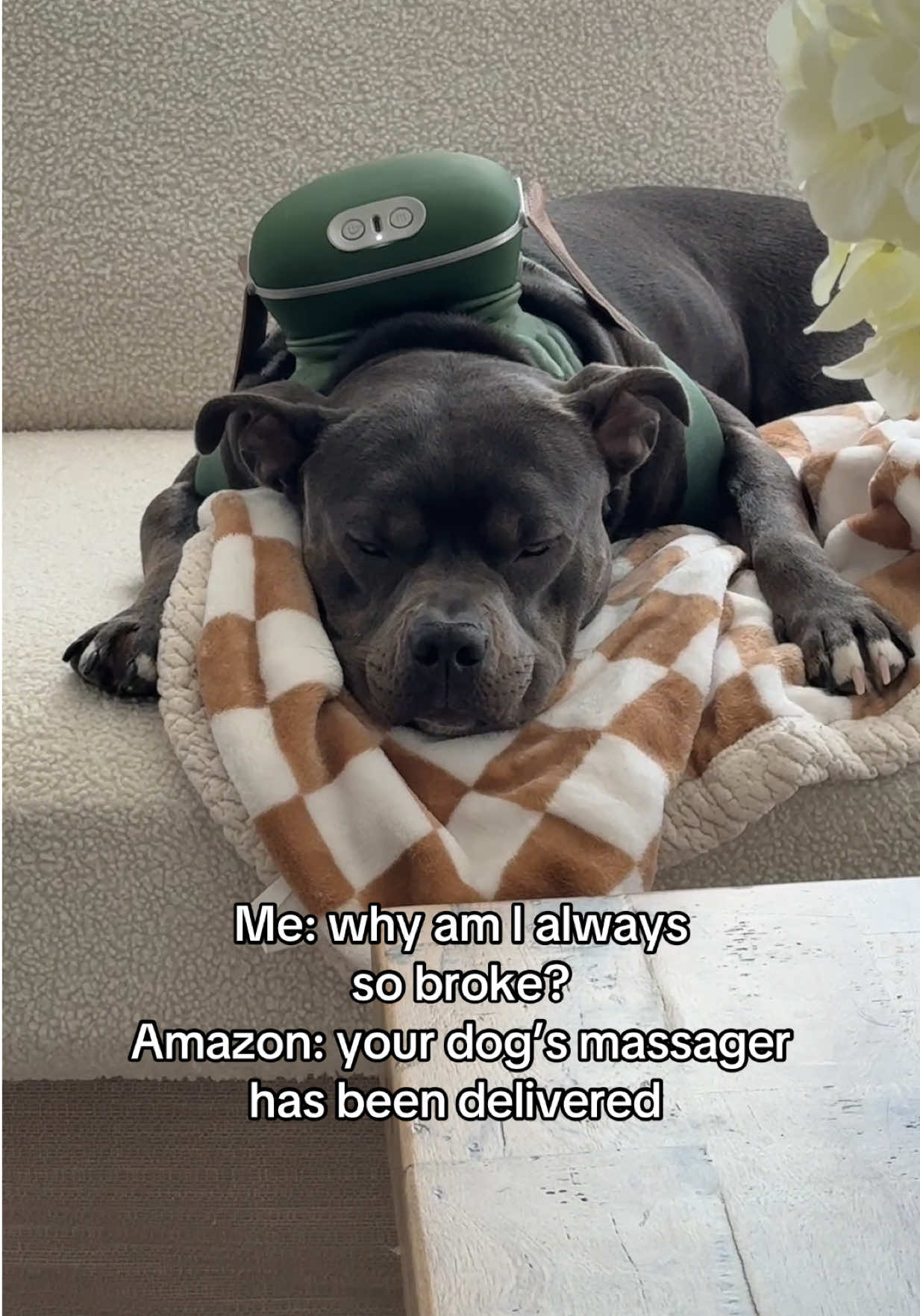 @Luna The Pittie