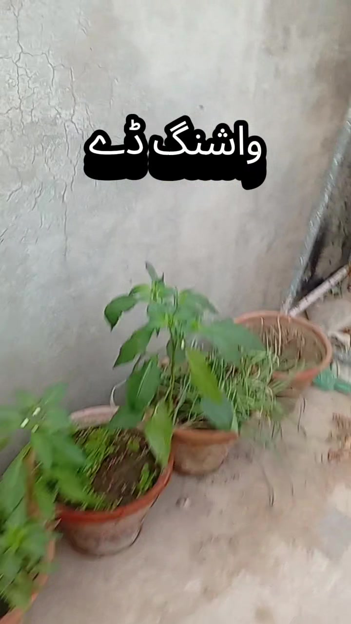 @👑 ziddi vlogger 👑