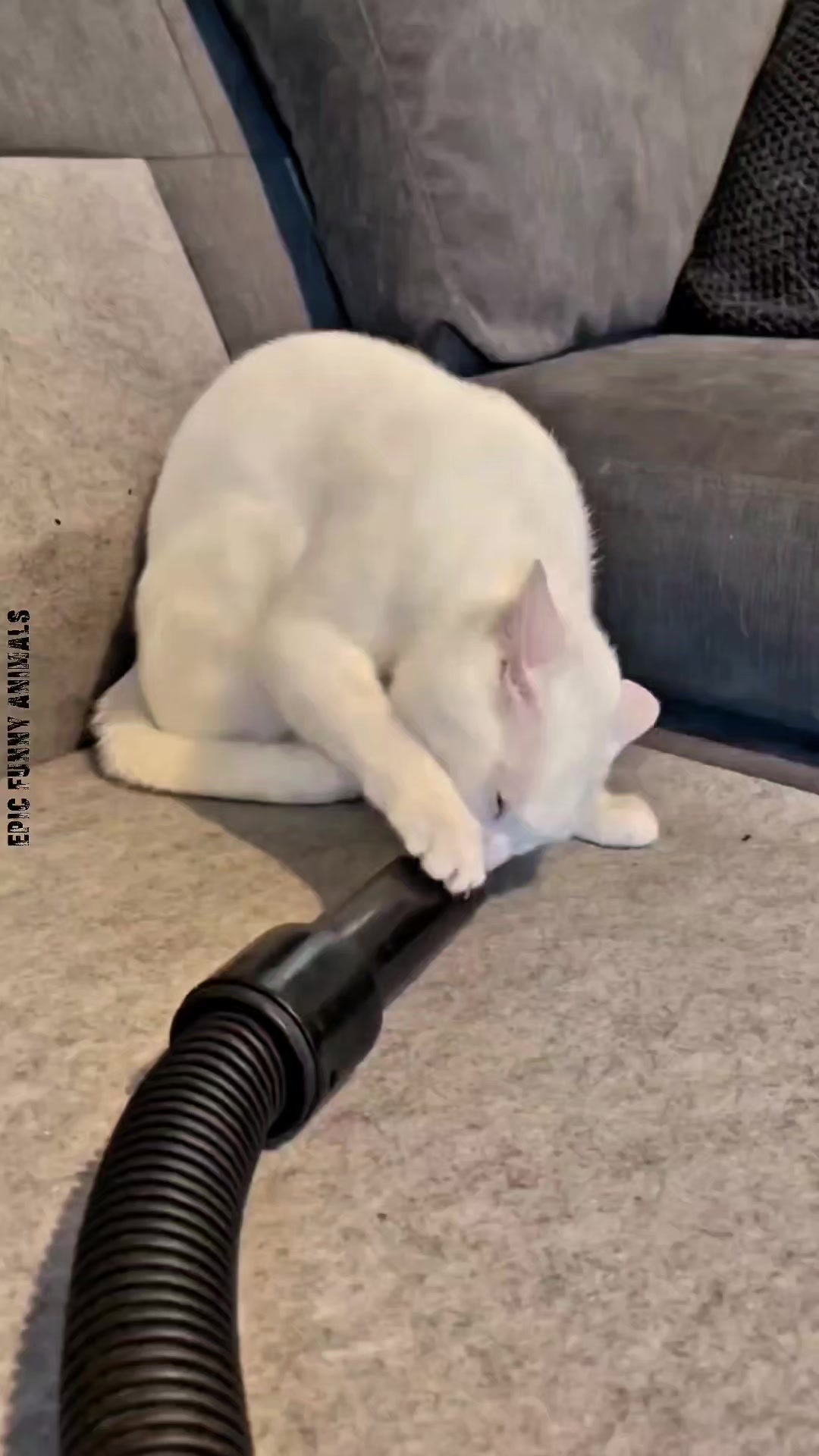 @Epic Funny Animals