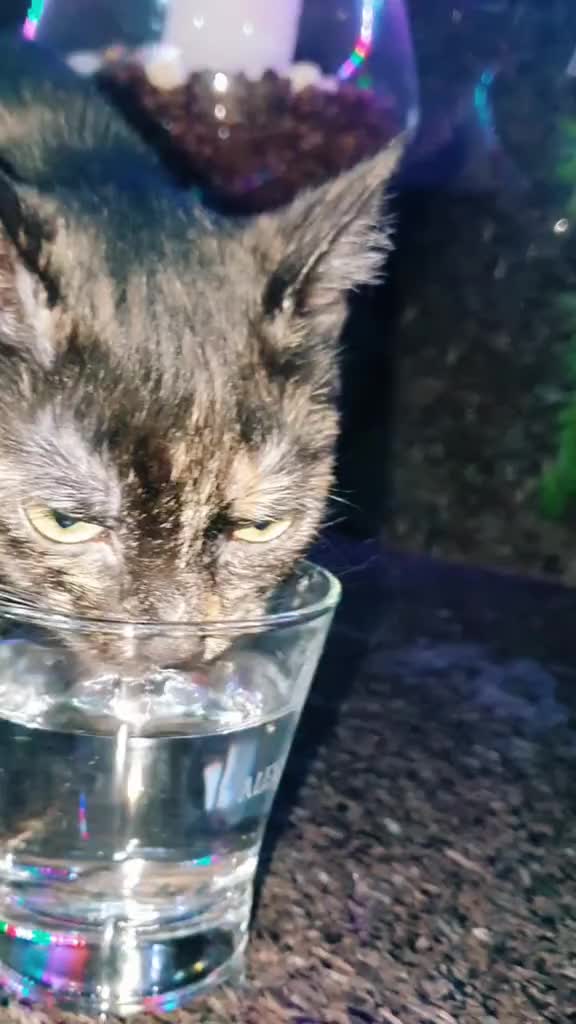@GlaMurka🐈