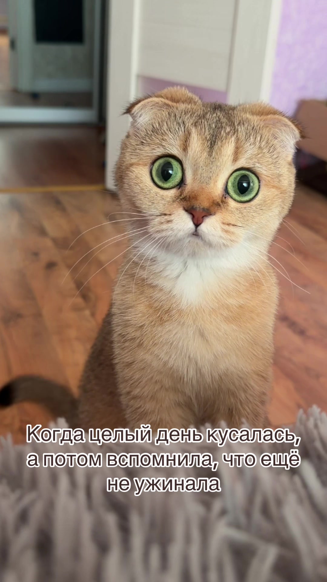 @Cat&Kittens