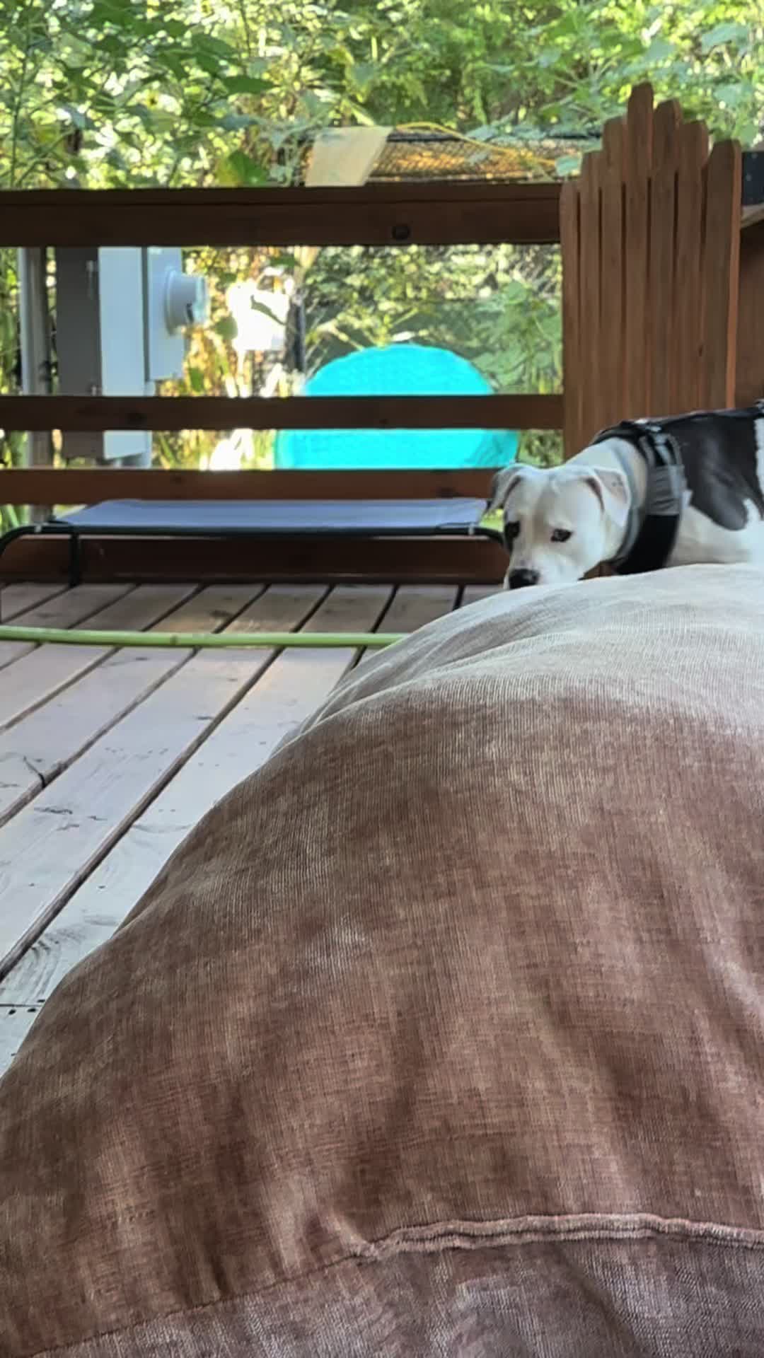 @houseofhounds24