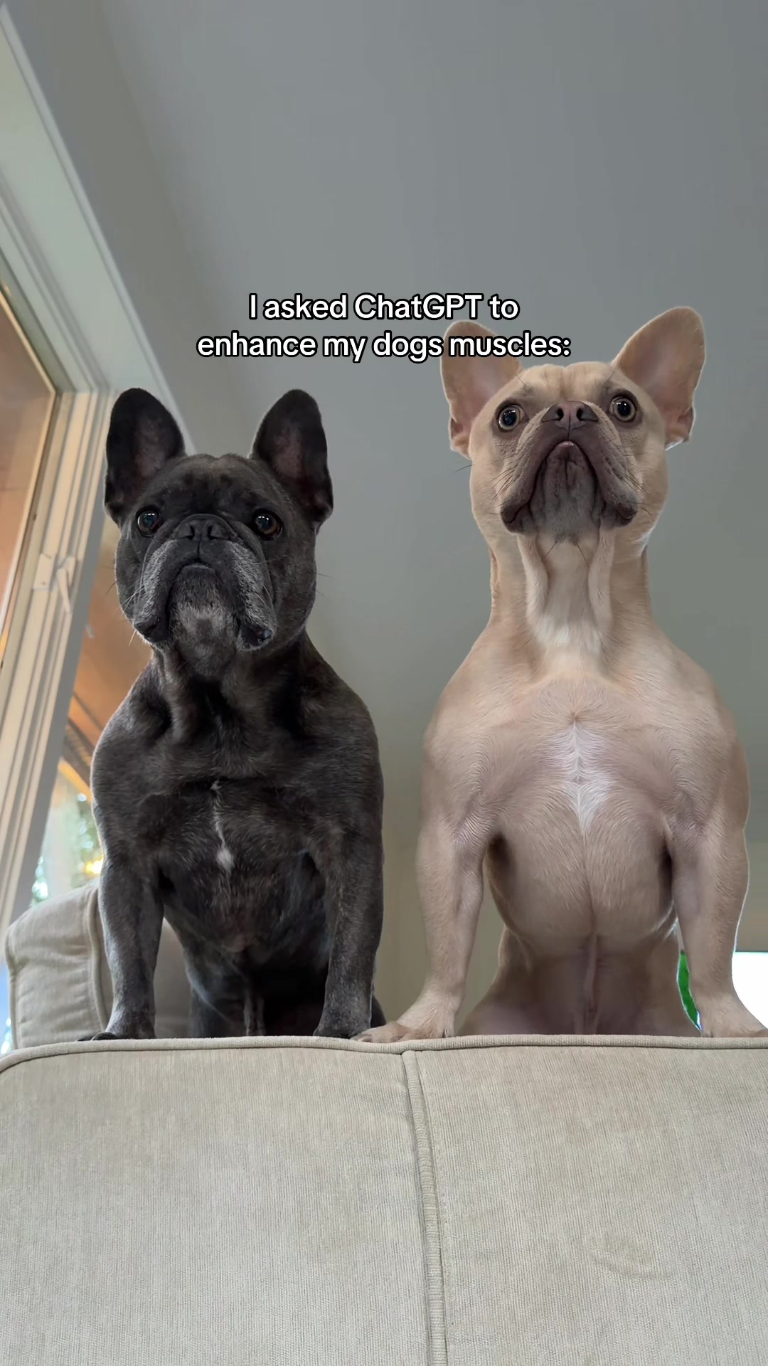 @Winston & Charlie 🐾