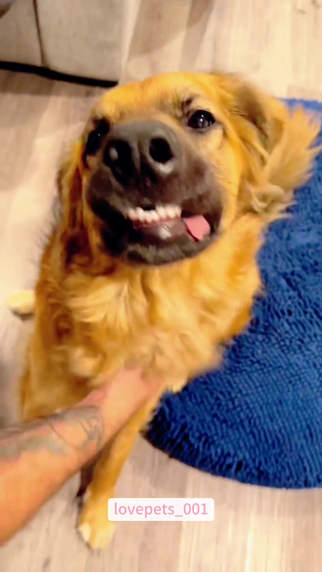 @lovepets_001