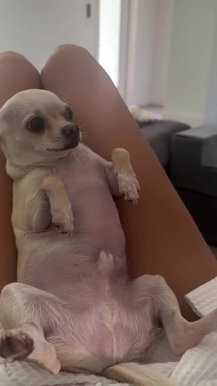 @dog lovers