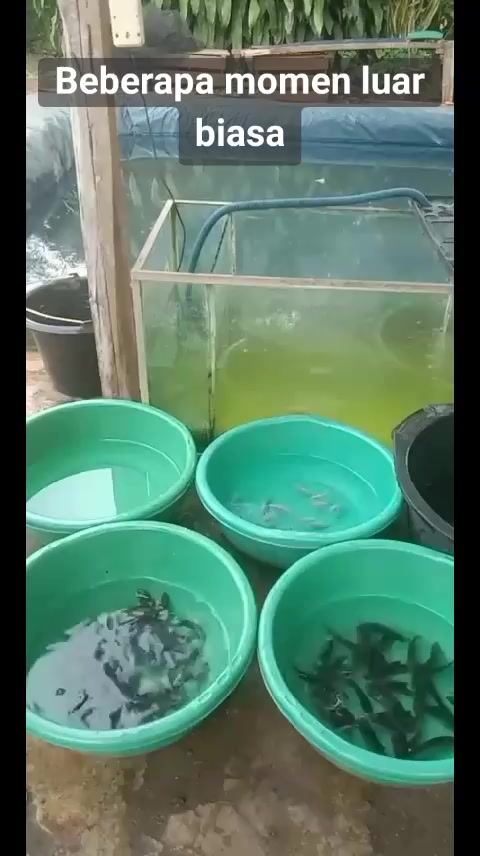 @afdhal koi farm