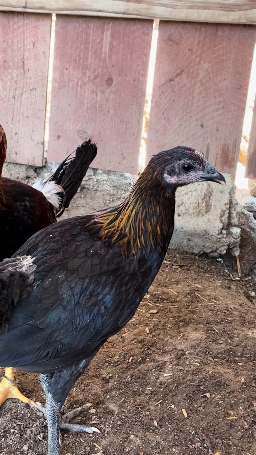 @A.MENDOZA.FARM.USA 74HWY