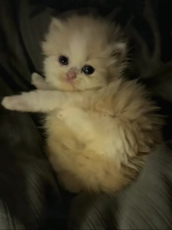 @catbosssss
