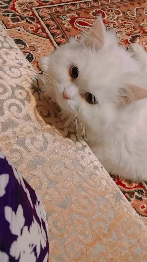 @C̆a𝔱𝔰 𝔴𝔦𝔱𝔥 N̆̈𝔬𝔬r̆̈❤️