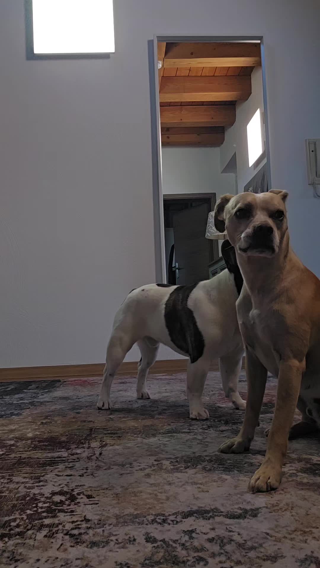 @Kylo und Samy 💙💙🐶🐕🍀🍀