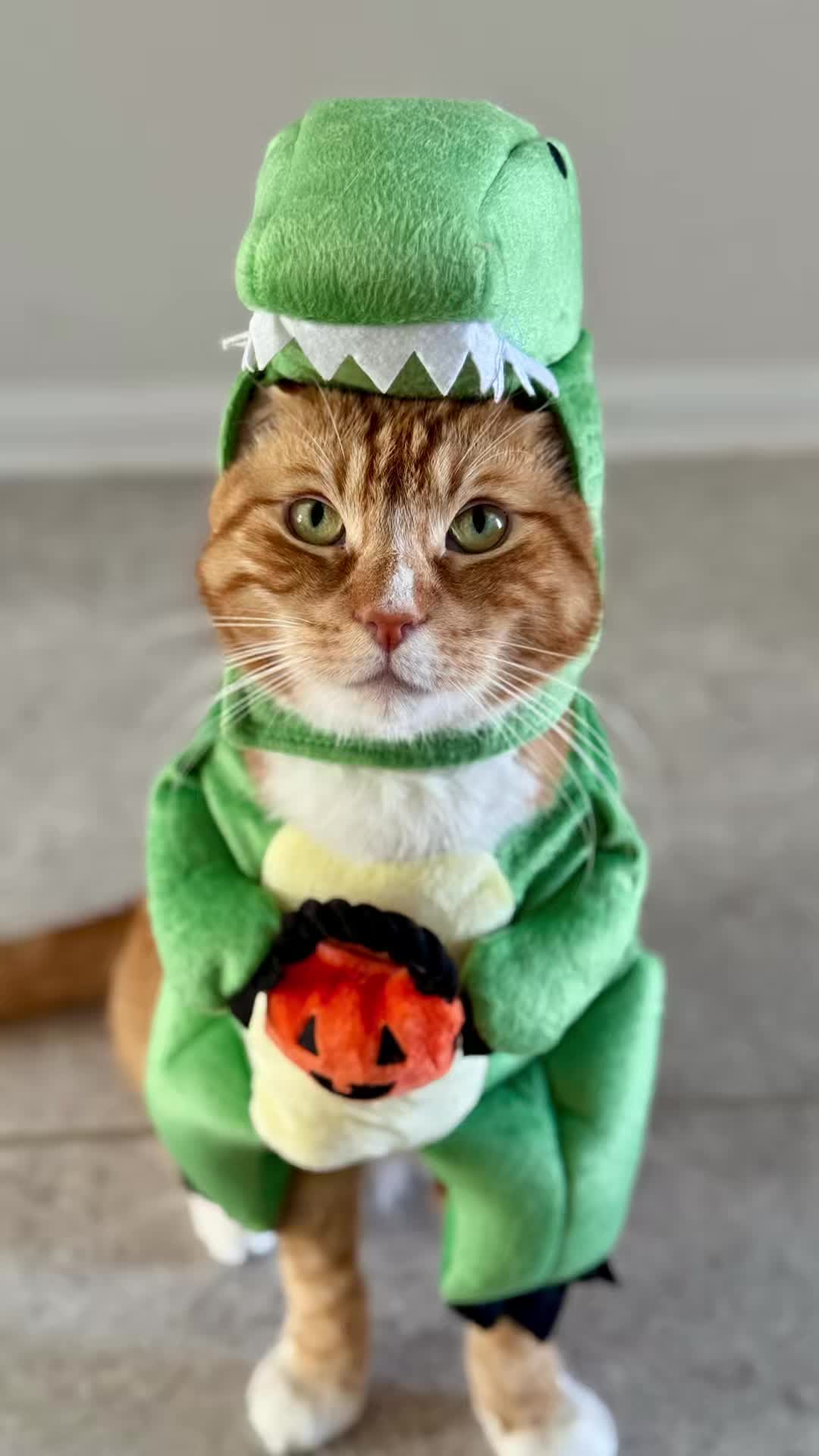 @catnamedcalvin