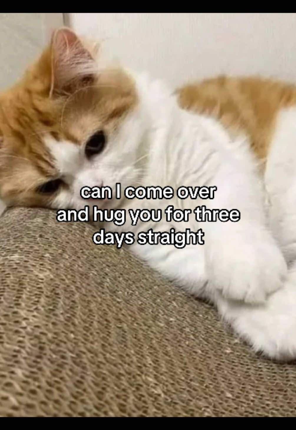 @Alice.cattok