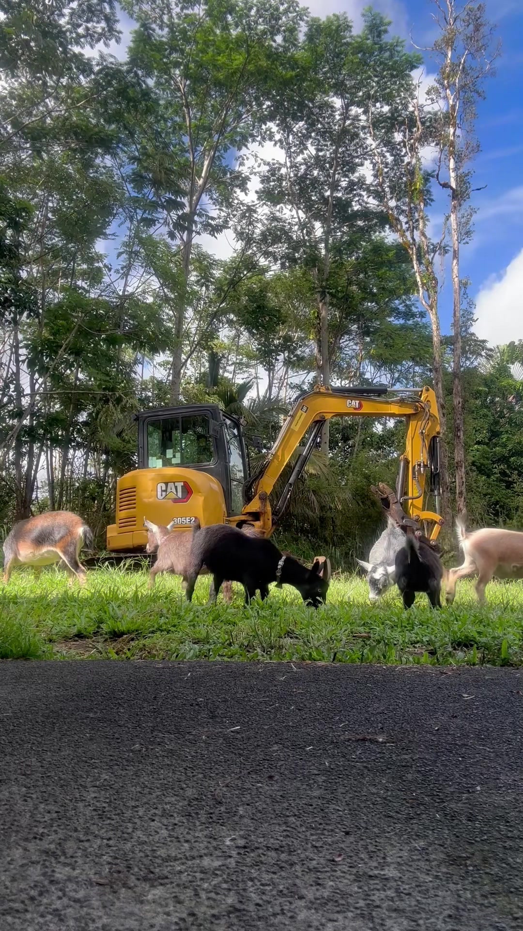 @Alohagoatyoga