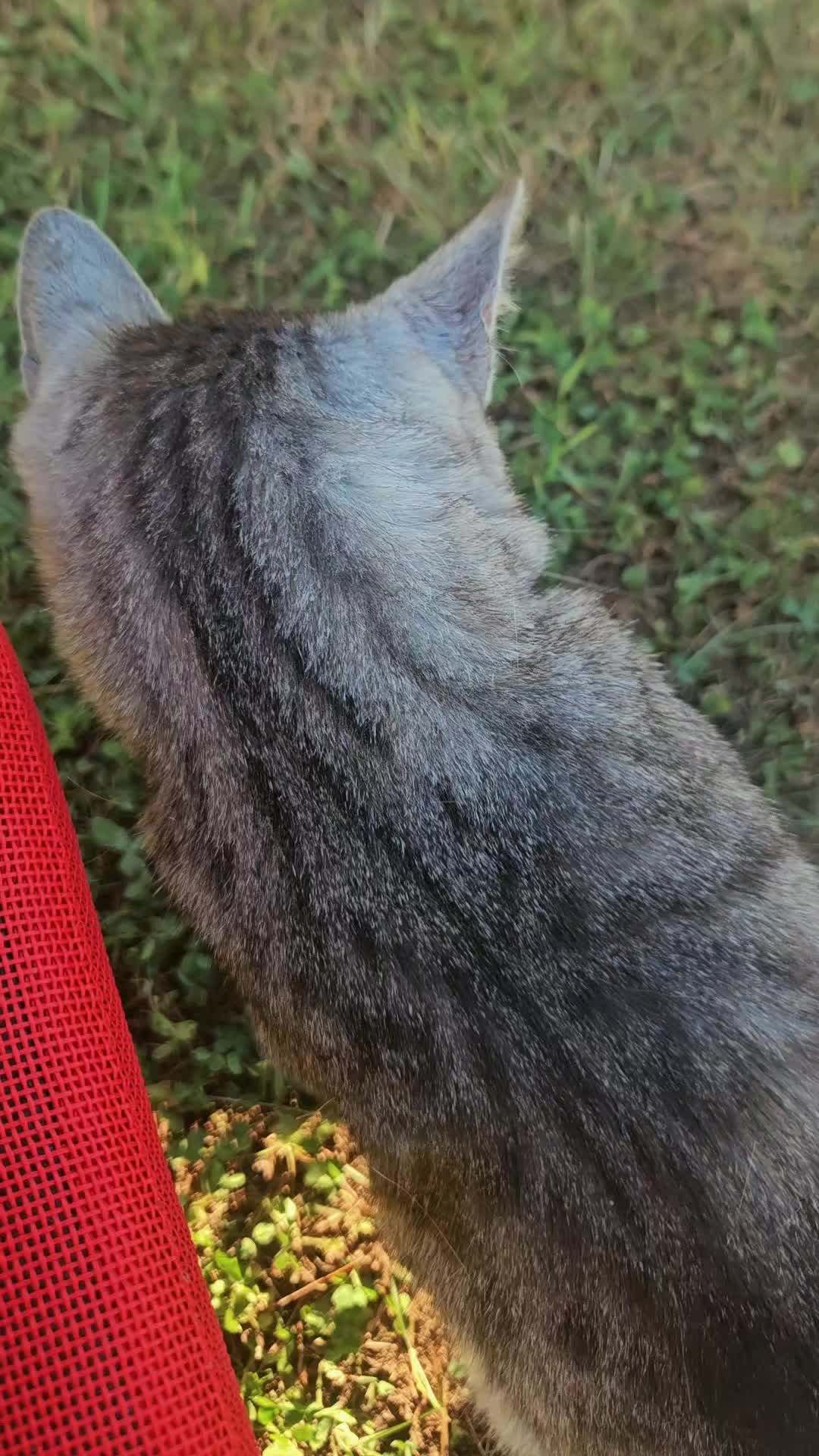 @• P I K O •