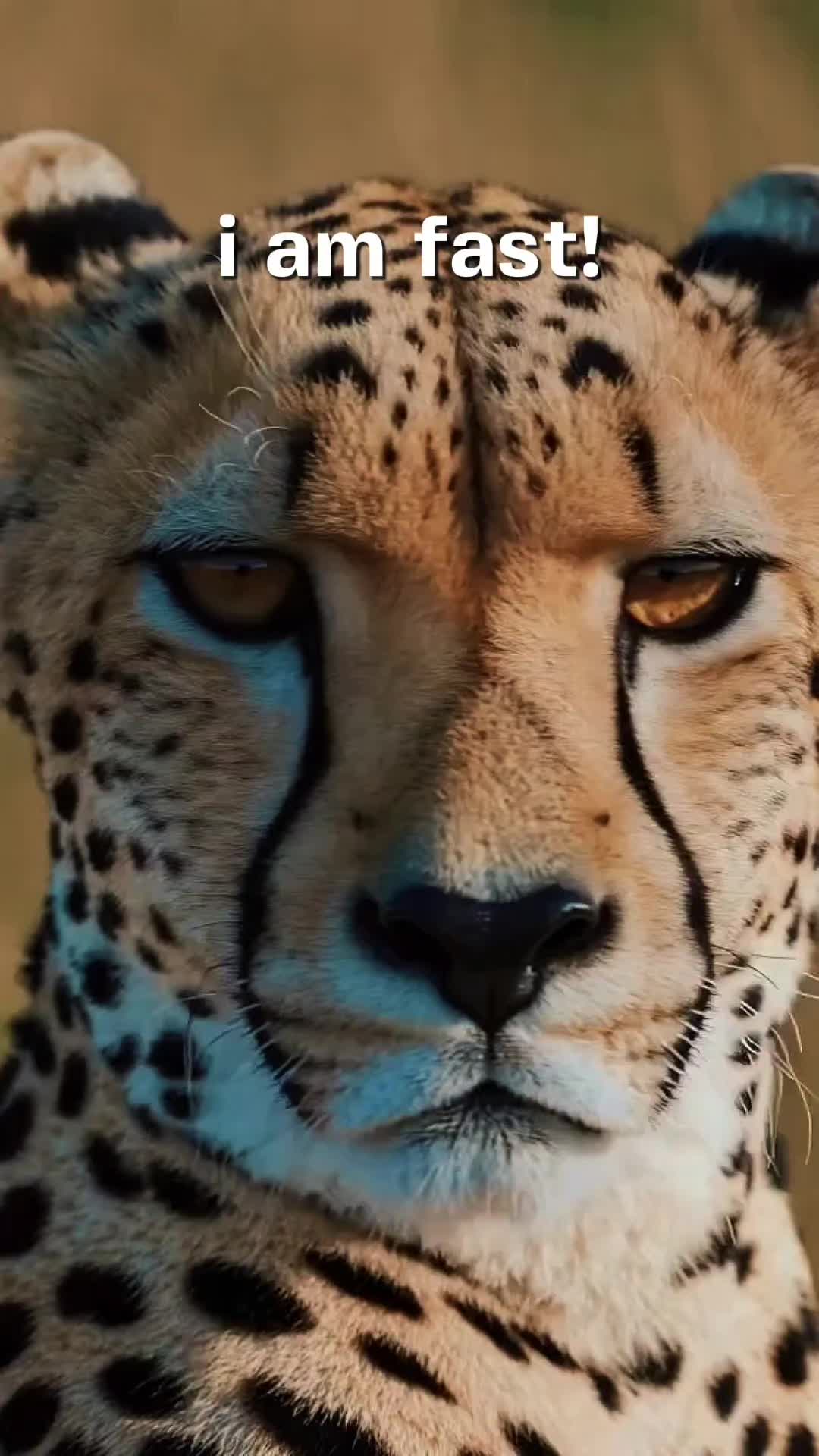 @๐คโค๐ฒ๐๐๐๐๐