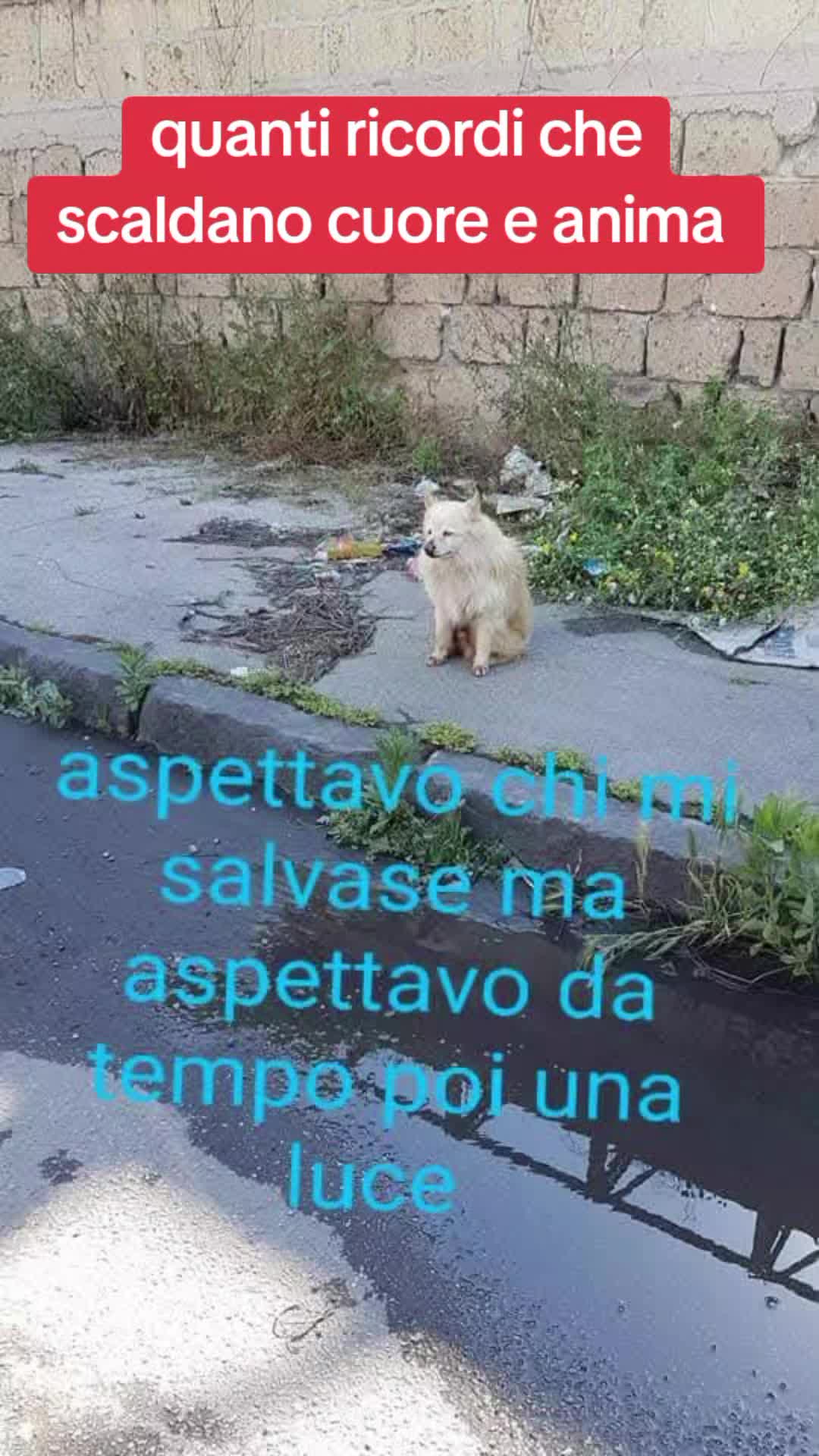 @Ciro Pelliccio
