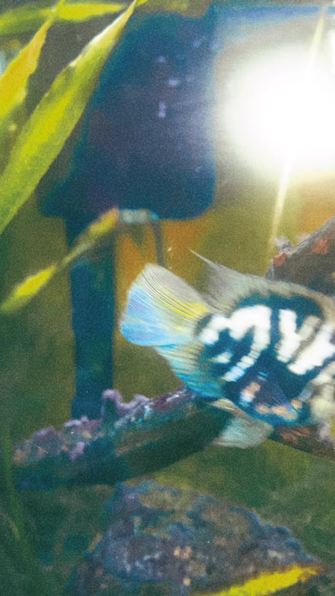 @Chyanne 🐟❤️